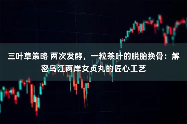 三叶草策略 两次发酵，一粒茶叶的脱胎换骨：解密乌江两岸女贞丸的匠心工艺